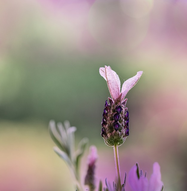 snoeien lavendel vlinder